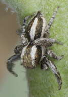 Image of Habronattus conjunctus (Banks 1898)