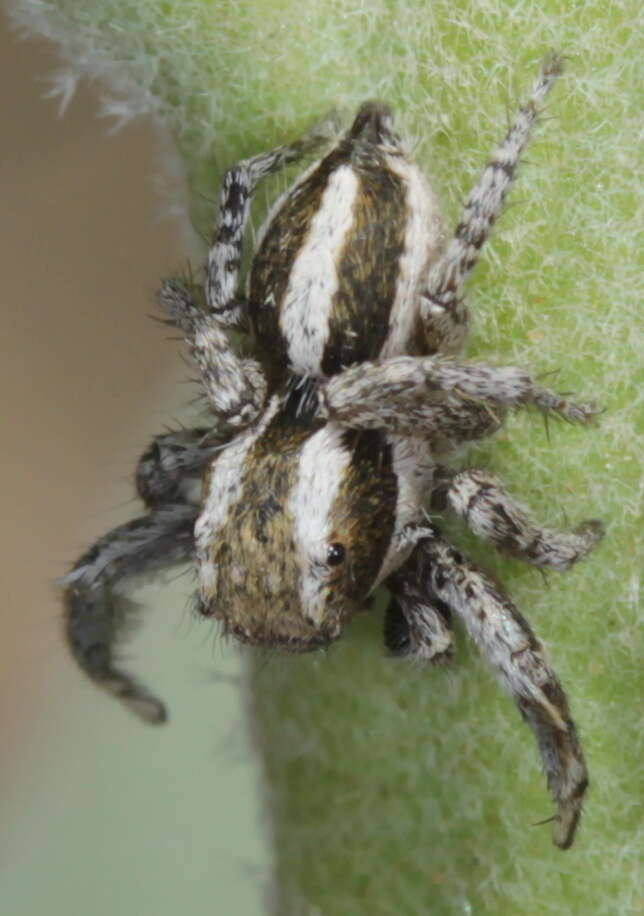 Image of Habronattus conjunctus (Banks 1898)