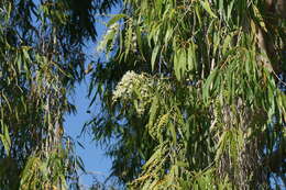 Image of Melaleuca leucadendra (L.) L.