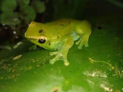 Image of Orinoco lime treefrog