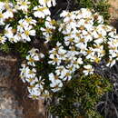Image of rock daisy bush