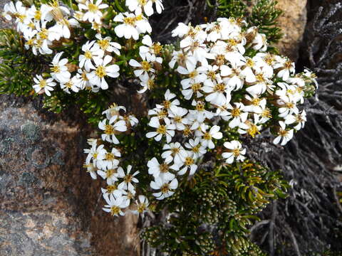 Olearia ledifolia (DC.) Benth. resmi