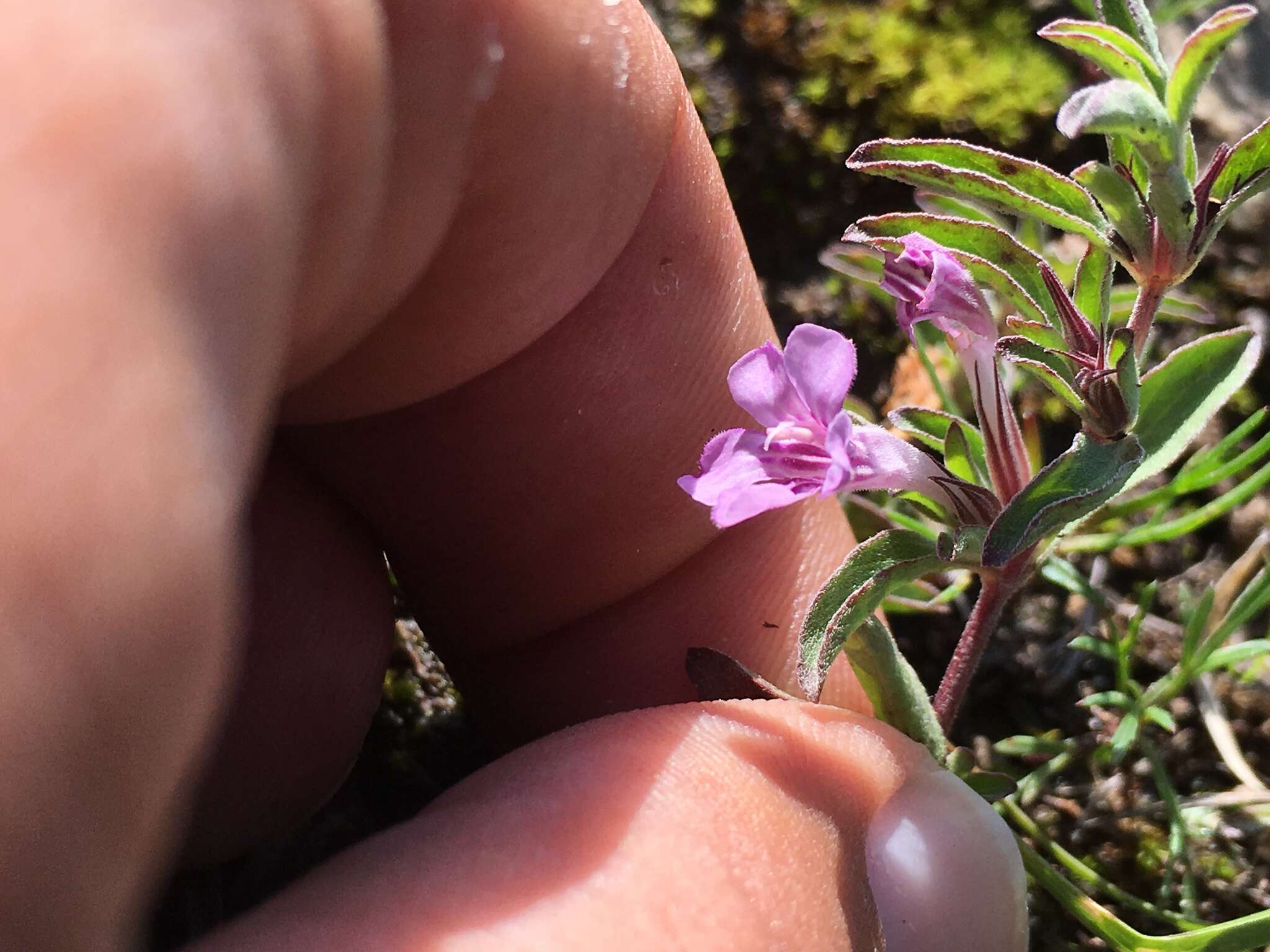 صورة Dyschoriste microphylla (Cav.) Kuntze