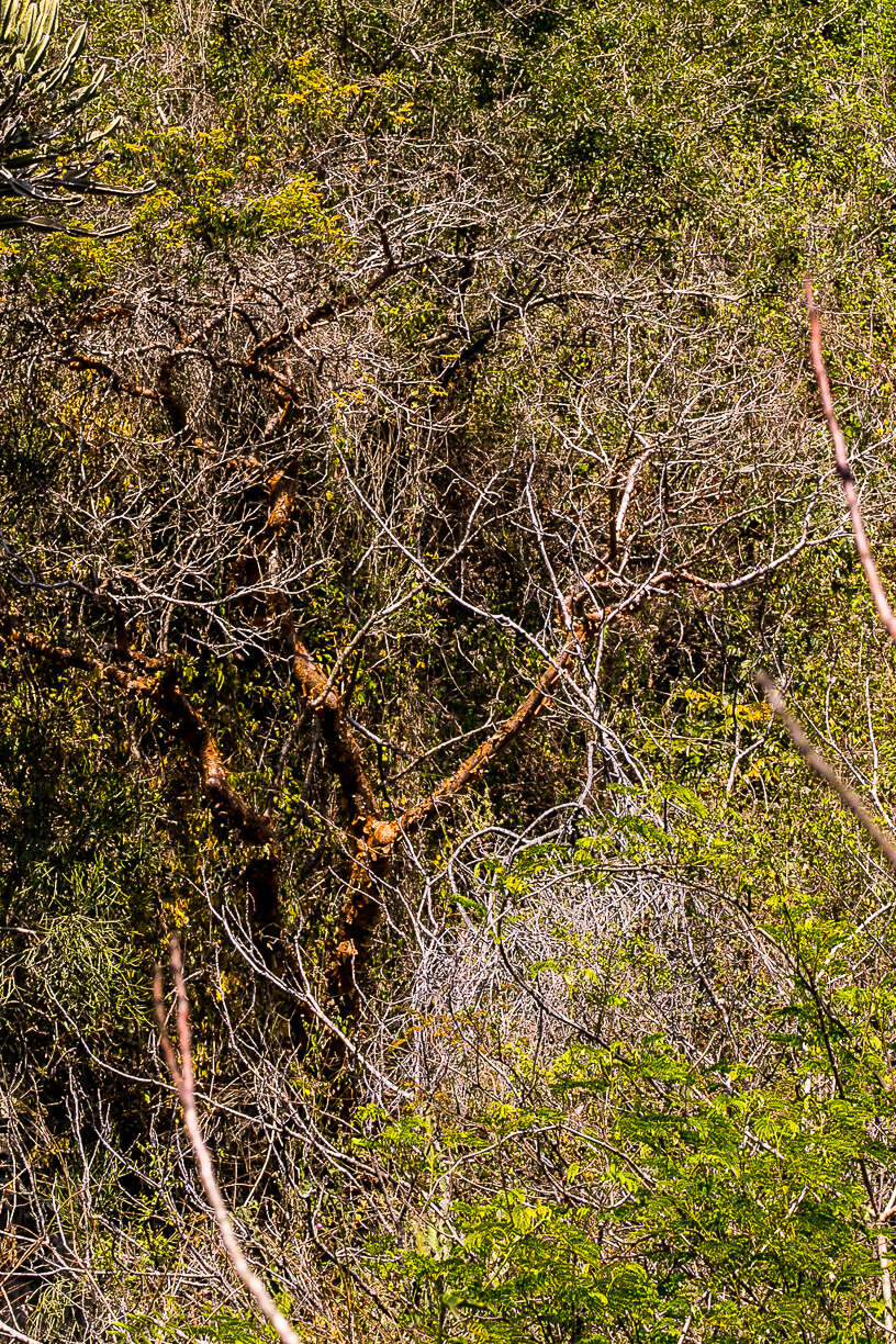 Image of Commiphora harveyi (Engl.) Engl.