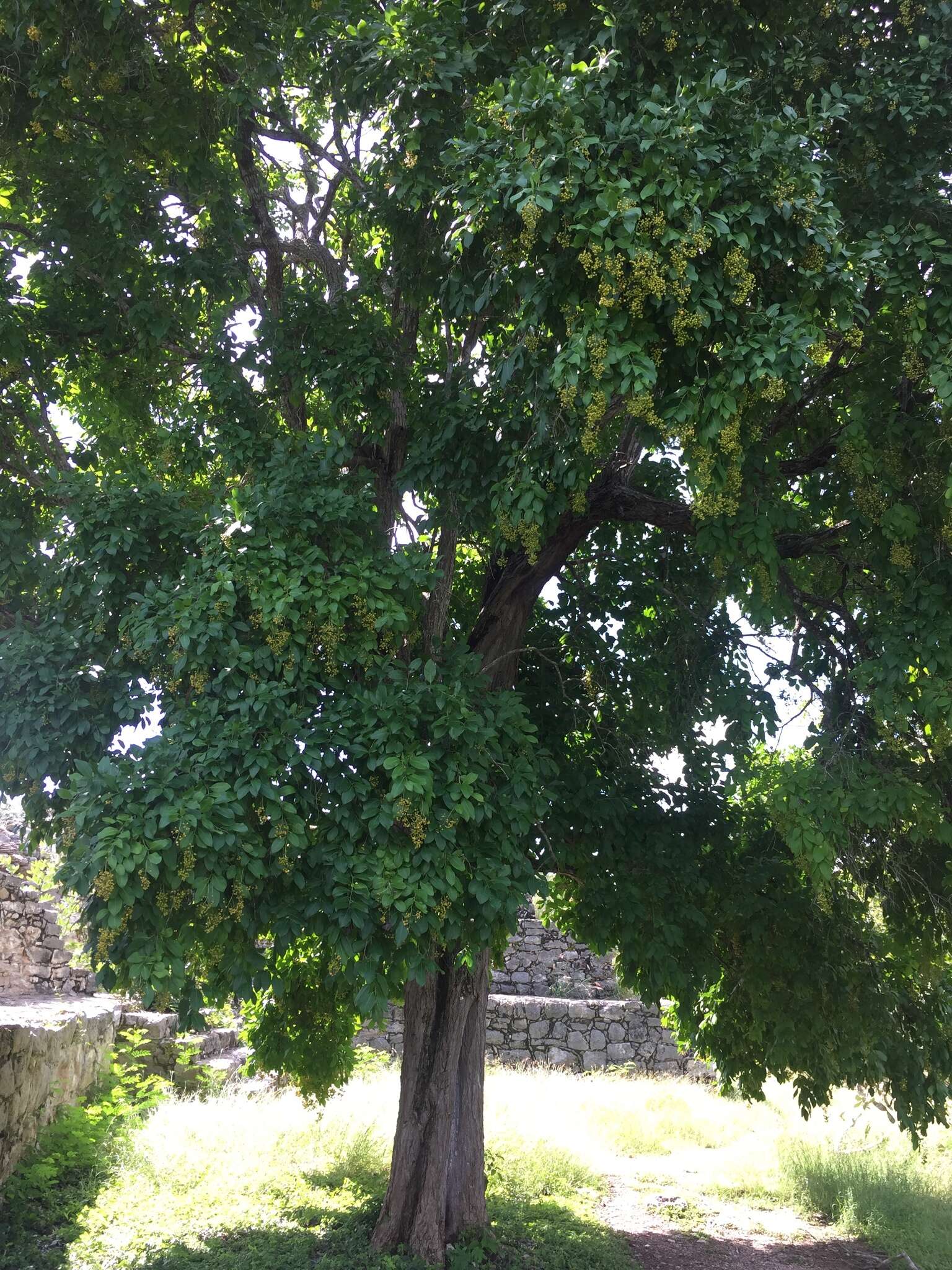 Image of Ehretia tinifolia L.