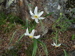 Image of Pheasant's-eye narcissus