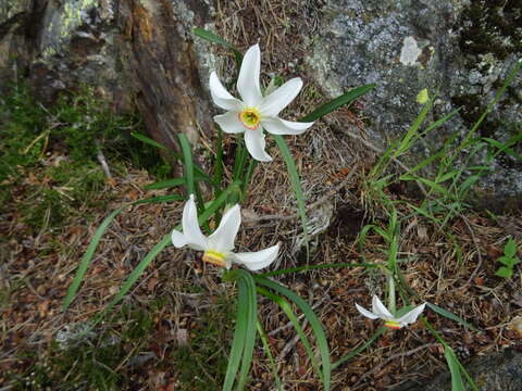 Image of Pheasant's-eye narcissus