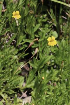 Image of primrose monkeyflower