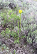 Image of lambstongue ragwort