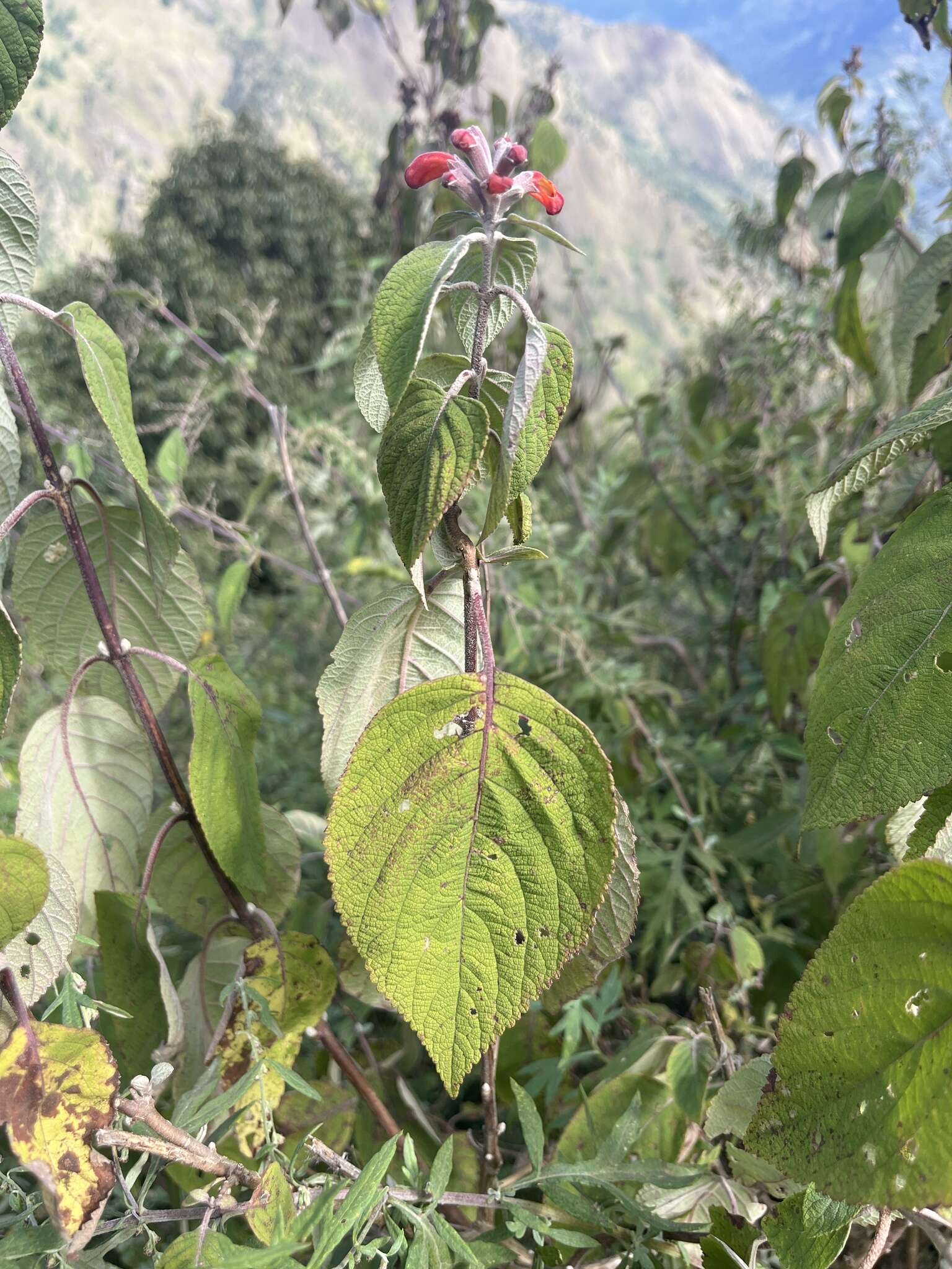 Image of Colquhounia coccinea Wall.