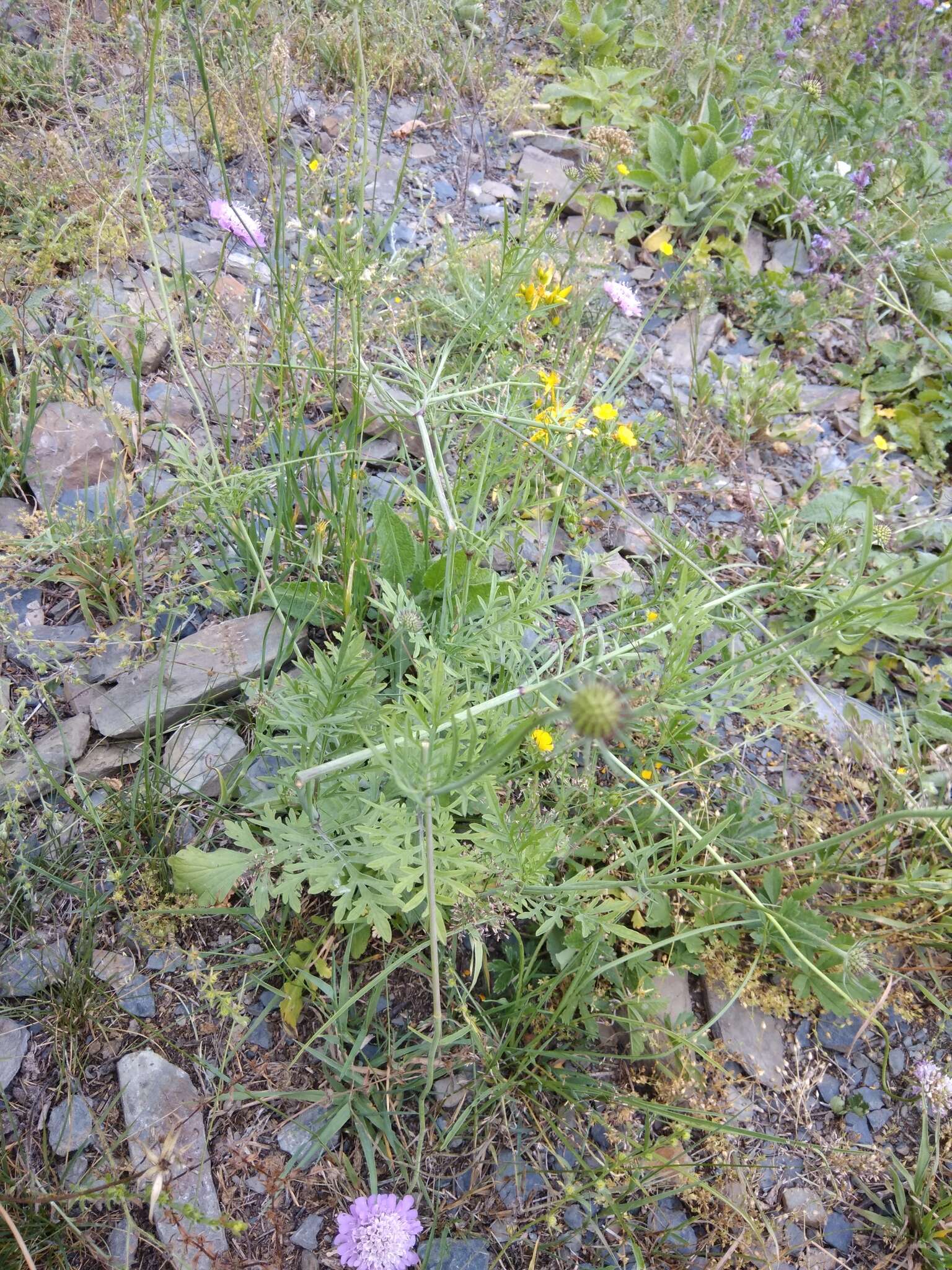 Слика од Scabiosa owerinii Boiss.