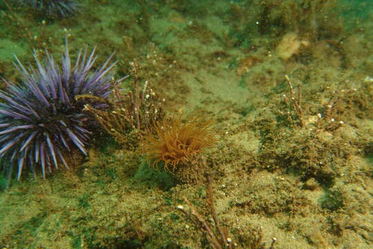 Image of Pachycerianthus torreyi Arai 1965