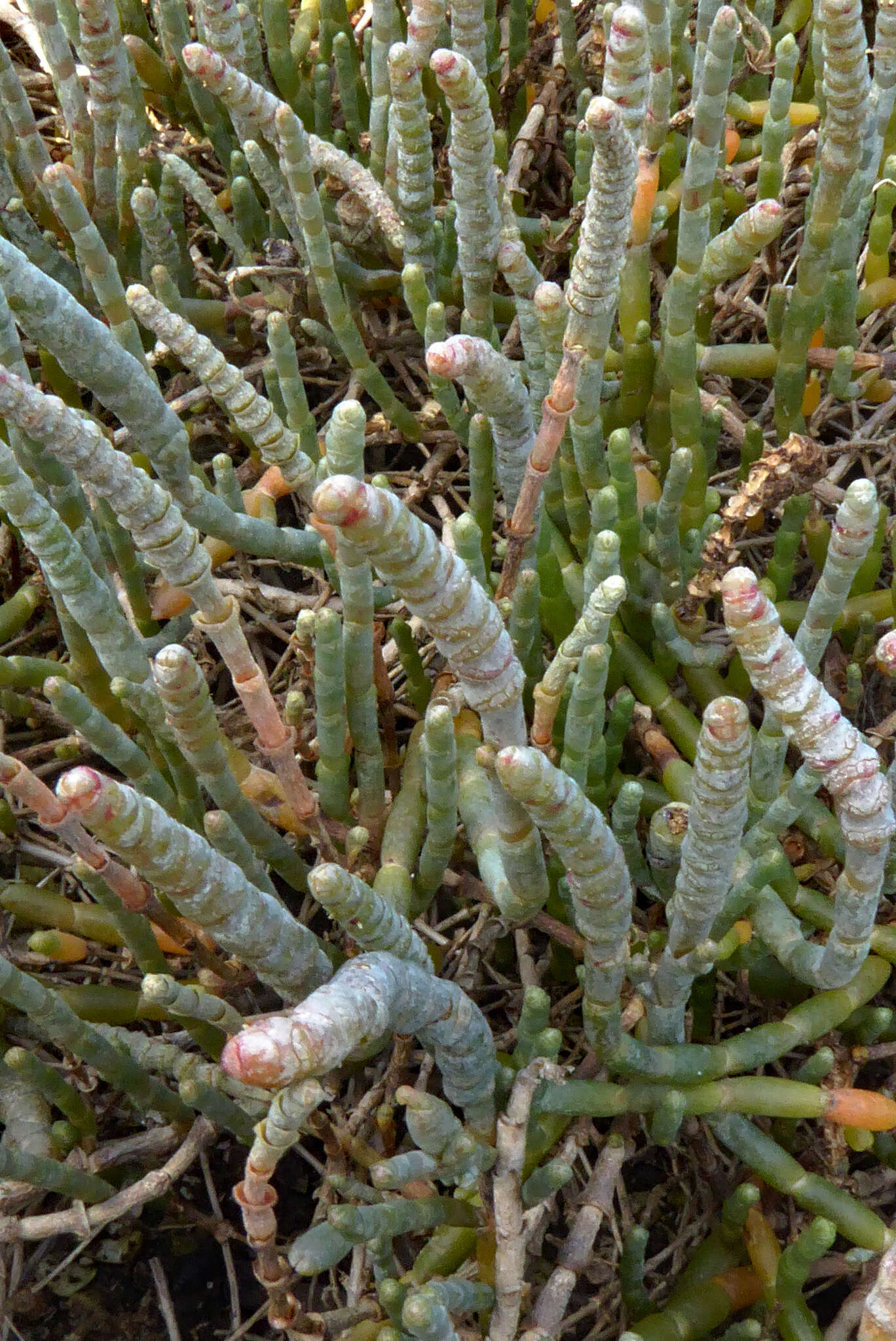 Image de Salicornia quinqueflora subsp. quinqueflora