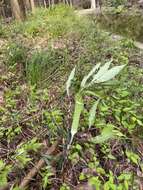 Image of Arisaema yamatense (Nakai) Nakai