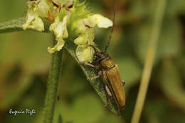 Слика од Phytoecia (Musaria) cephalotes Küster 1846