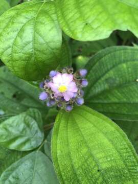 Image of Miconia conospeciosa