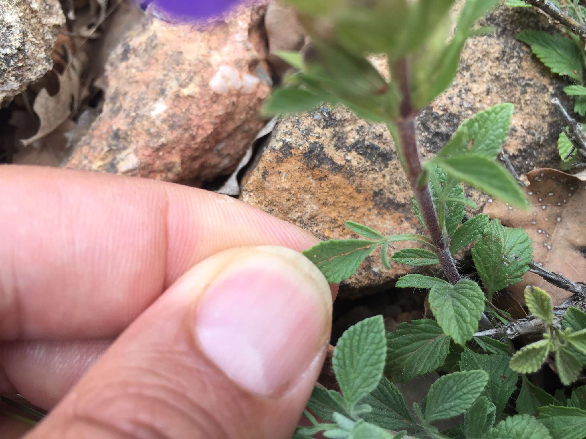 Image of Salvia heldreichiana Boiss. ex A. DC.