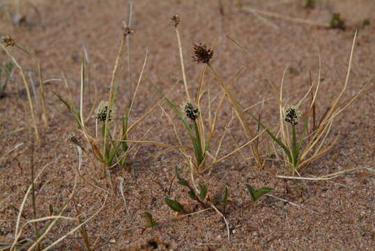 Image of curved sedge