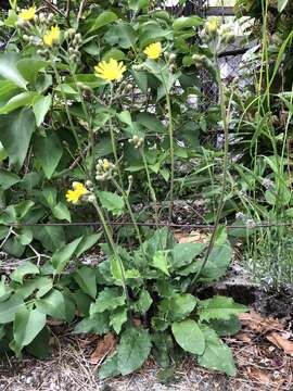 Image of few-leaved hawkweed