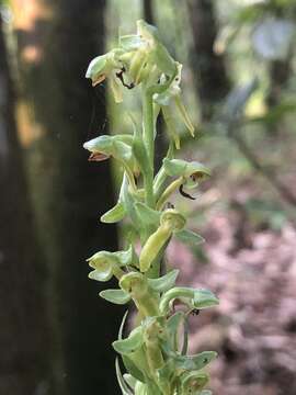 Image of Shortflowered bog orchid