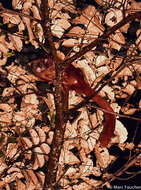 Image of Large black flying squirrel