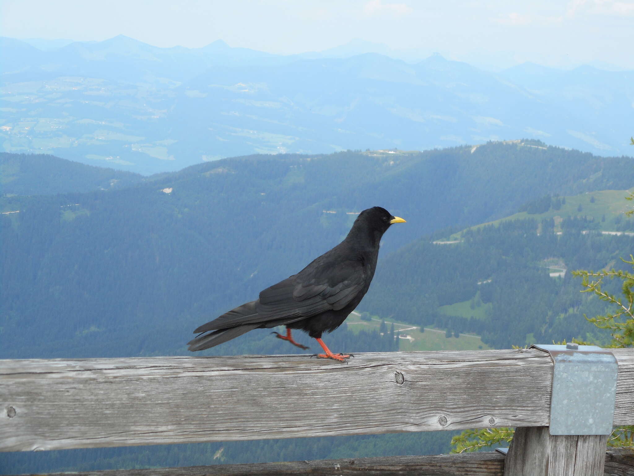 Image of Alpine Chough