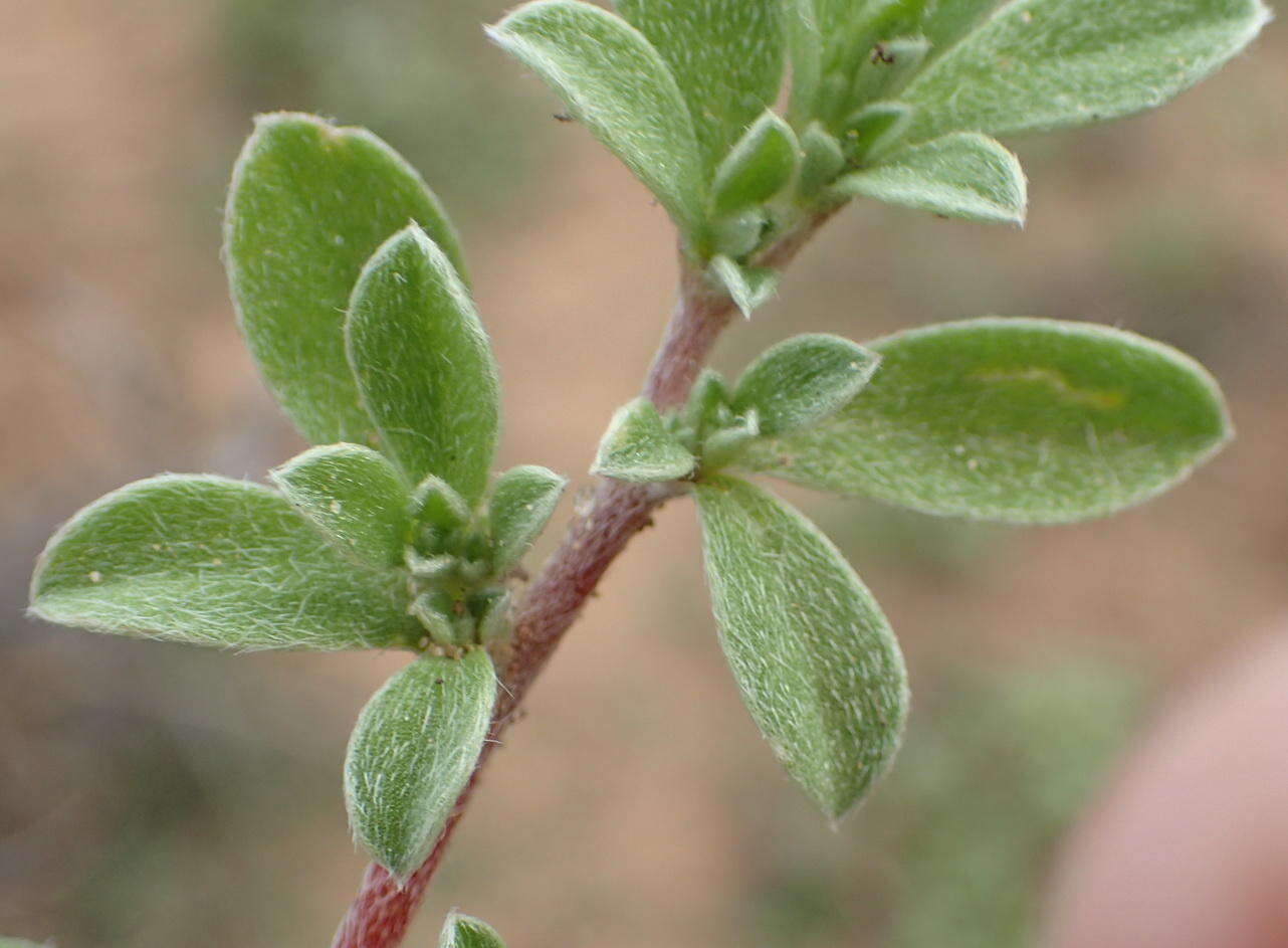 Image of Aizoon portulacaceum (Fenzl ex Harv. & Sond.) Klak