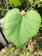 Image of graybark grape