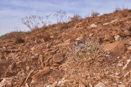 Plancia ëd Pediocactus sileri (Engelm. ex J. M. Coult.) L. D. Benson