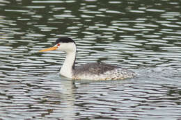 صورة Aechmophorus Coues 1862