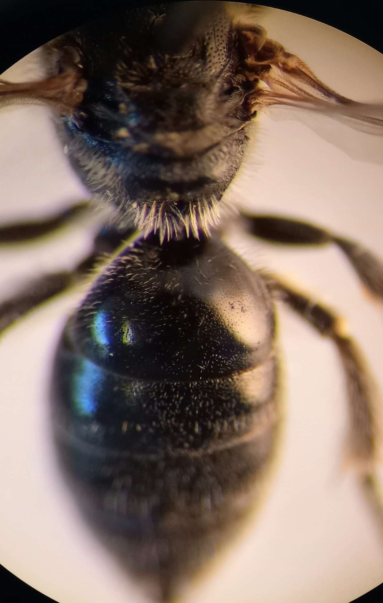 Lasioglossum clypeare (Schenck 1853) resmi