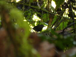 Image of Esmeraldas Antbird