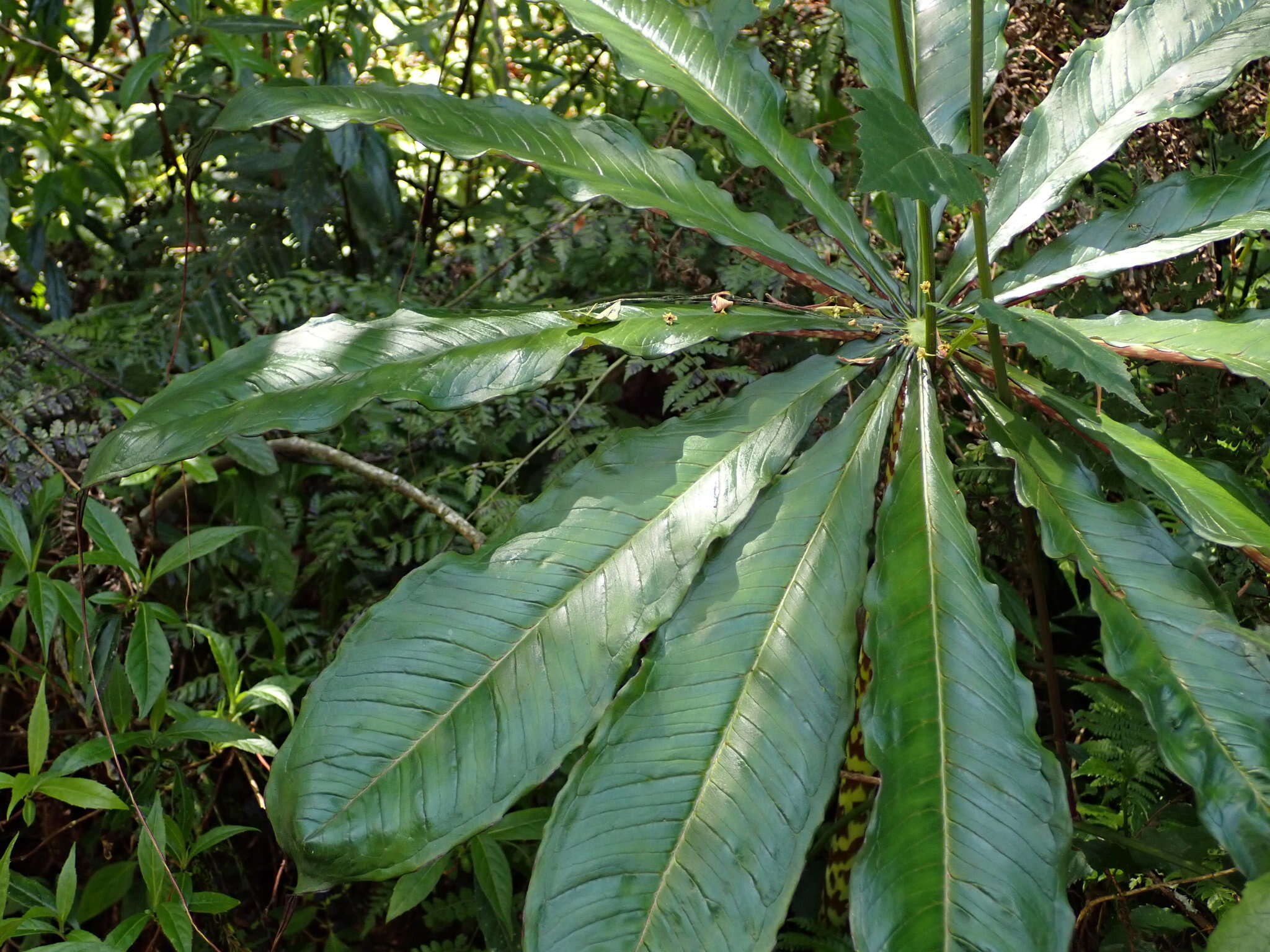 Arisaema taiwanense var. taiwanense的圖片