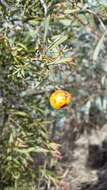 Image of Santalum murrayanum (T. Mitch.) C. Gardner