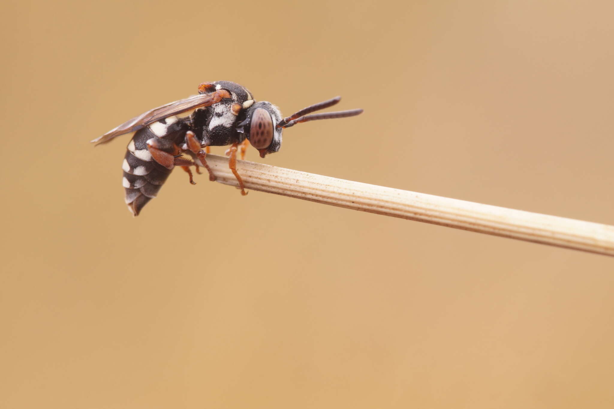 Image of Epeolus variegatus (Linnaeus 1758)