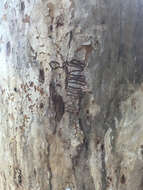 Image of scribbly gum