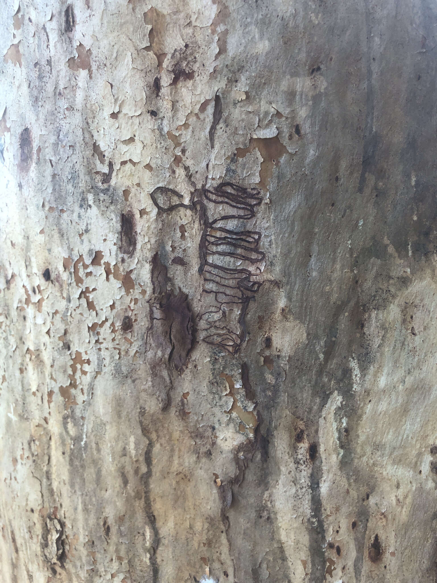 Image of scribbly gum