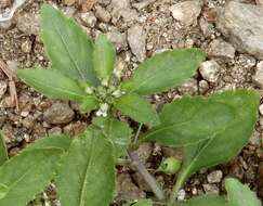 Pombalia parviflora (Mutis ex L. fil.) Paula-Souza resmi