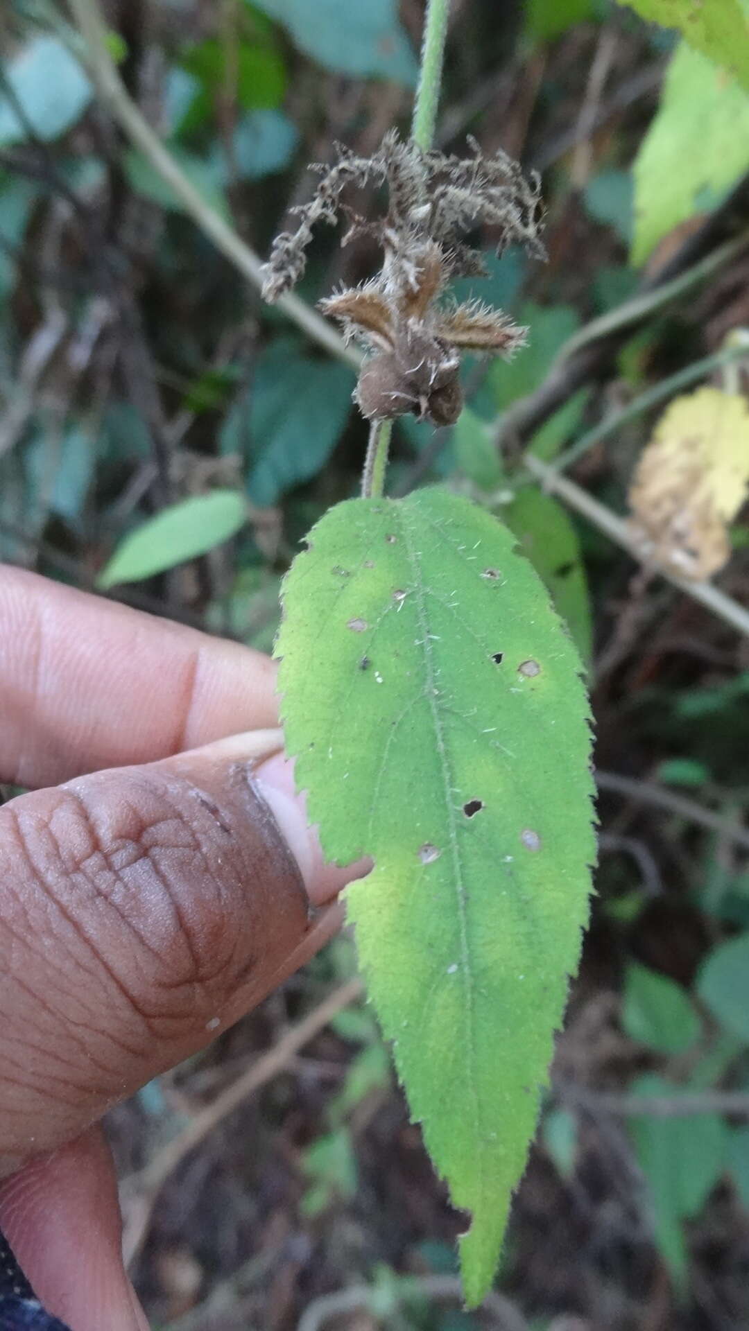 Image of Tragia involucrata L.