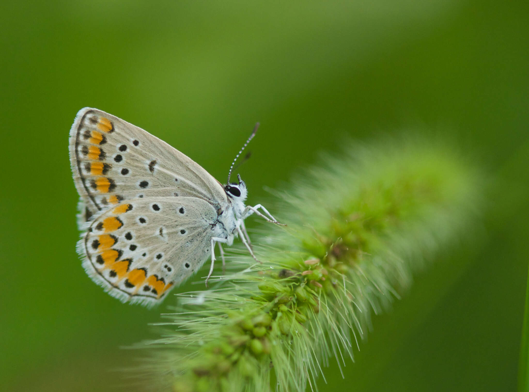 صورة Polyommatus eros (Ochsenheimer 1807)