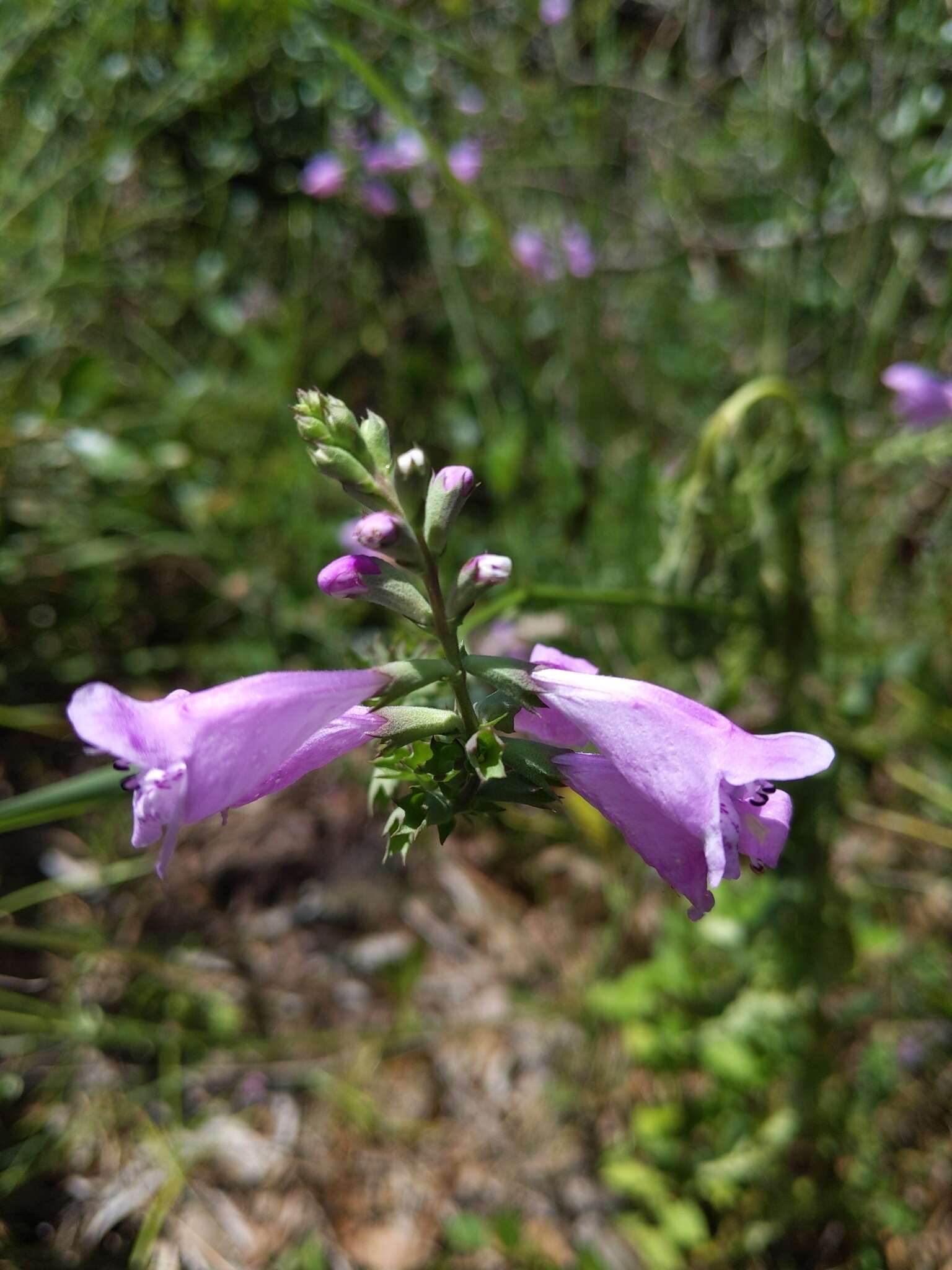 Image of Eastern False Dragonhead