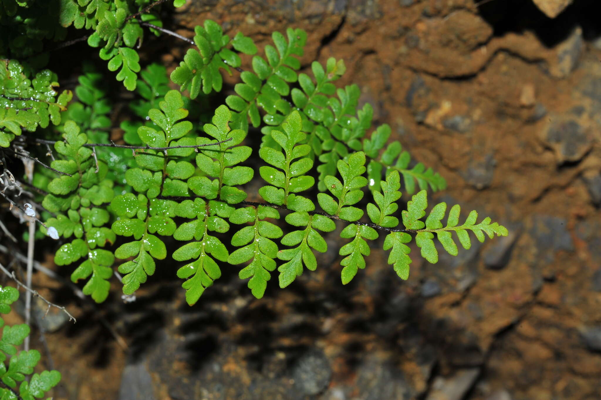 Image of Myriopteris microphylla (Sw.) Grusz & Windham