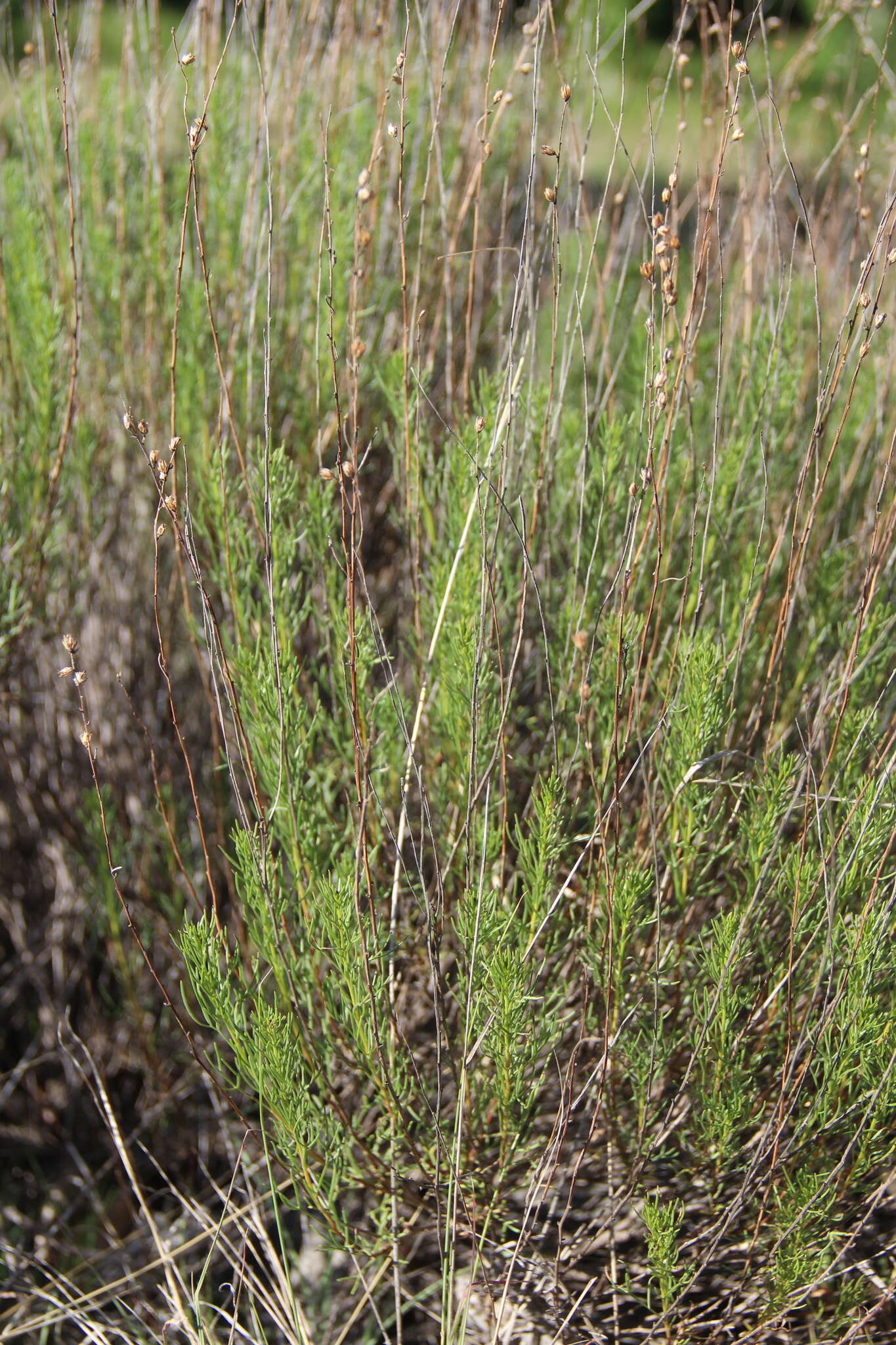 صورة Artemisia salsoloides Willd.