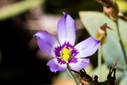 Image of Eustoma