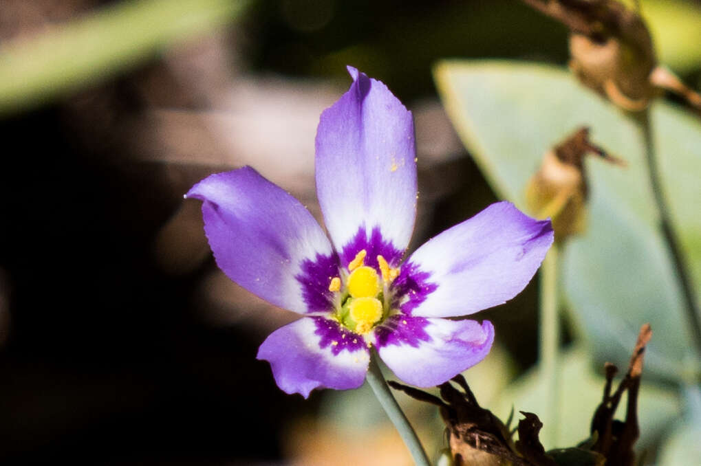 Sivun Eustoma kuva