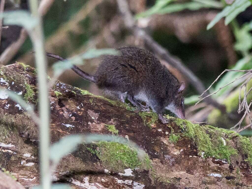 Image of Agile Antechinus