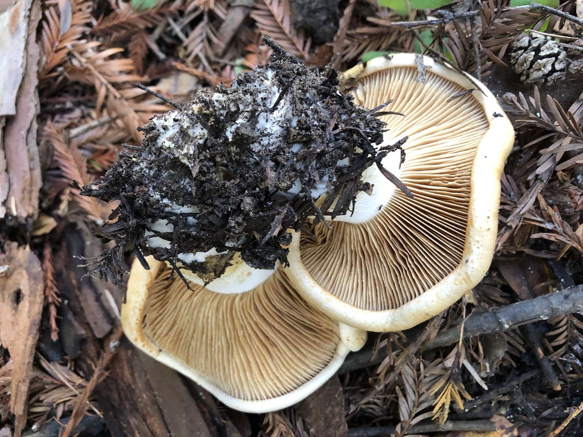 Image of Cortinarius albofragrans Ammirati & M. M. Moser 1997