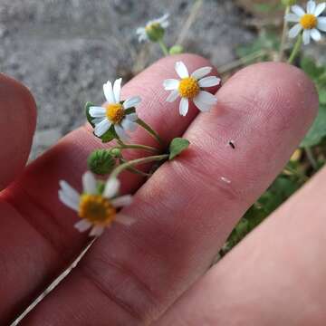 Perityle microglossa var. saxosa (Brandeg.) Powell resmi