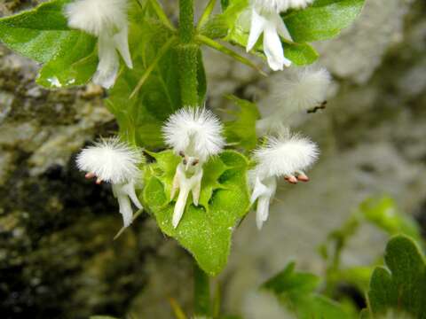 Acanthoprasium frutescens (L.) Spenn. resmi