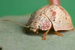 Image of <i>Paropsis charybdis</i>